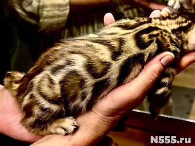 Бенгальские котята